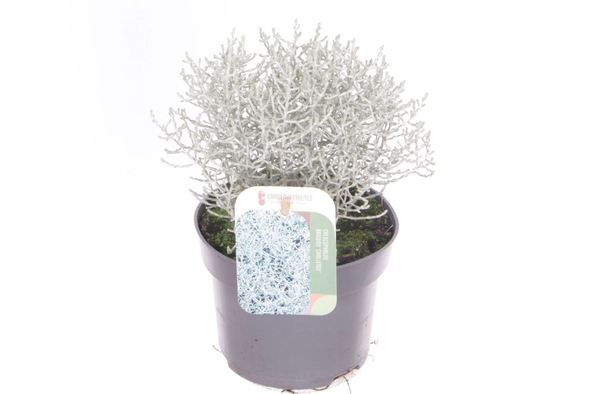 Calocephalus brownii Challenge 20cm 13cm Pot