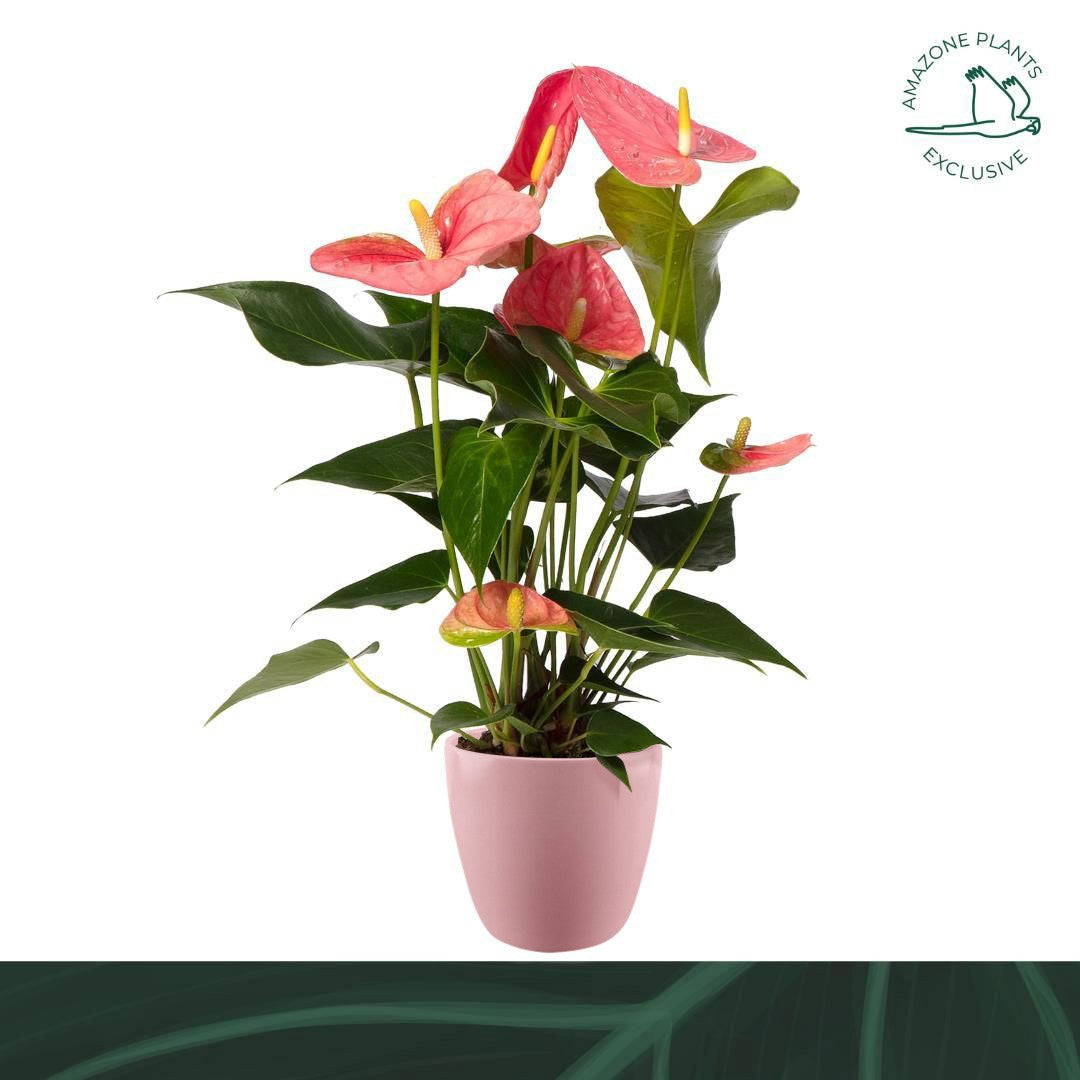 Anthurium Colorado 52cm 14cm Pot
