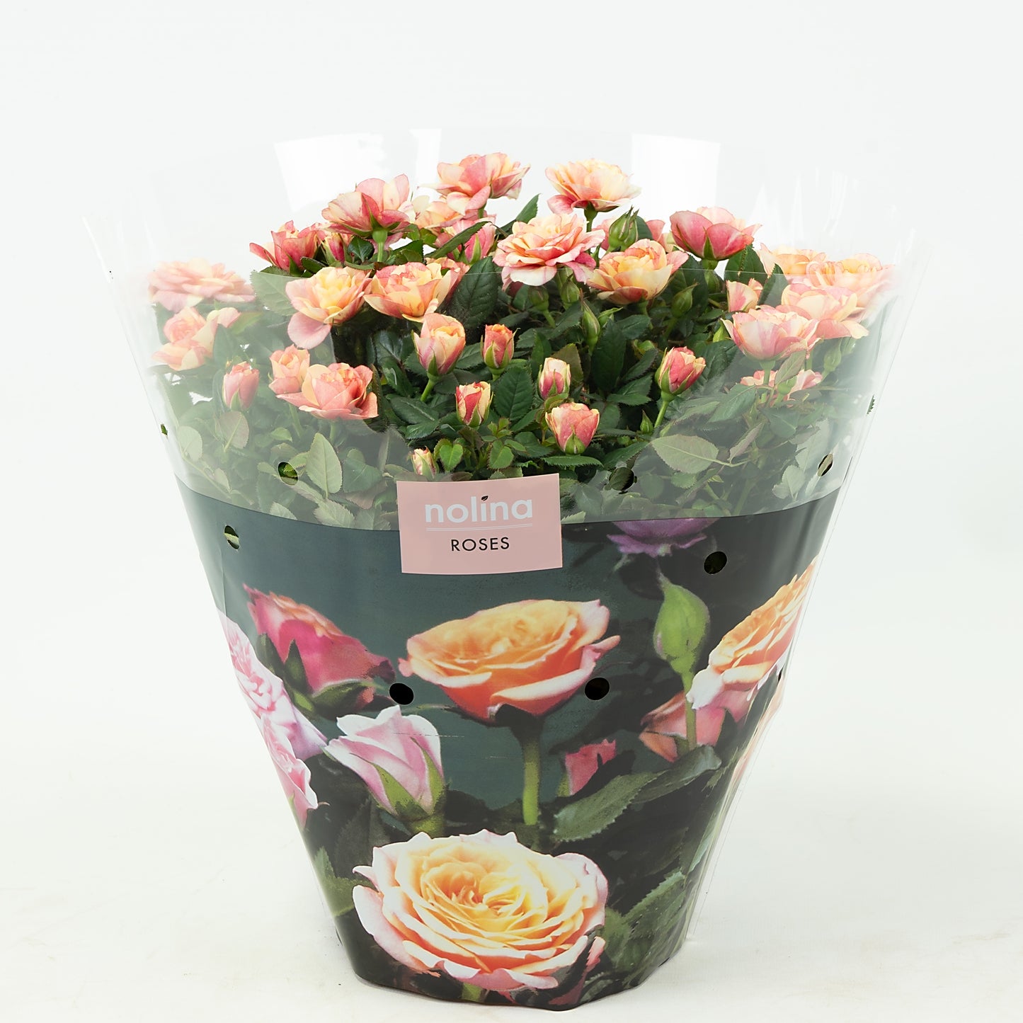 Rosa Gosia 32cm 23cm Pot