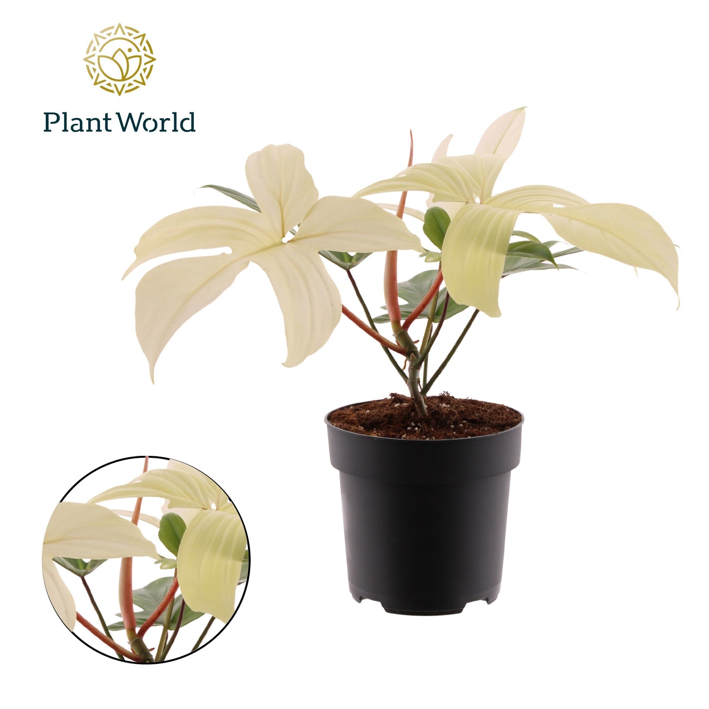 Philodendron Florida Ghost 50cm 19cm Pot