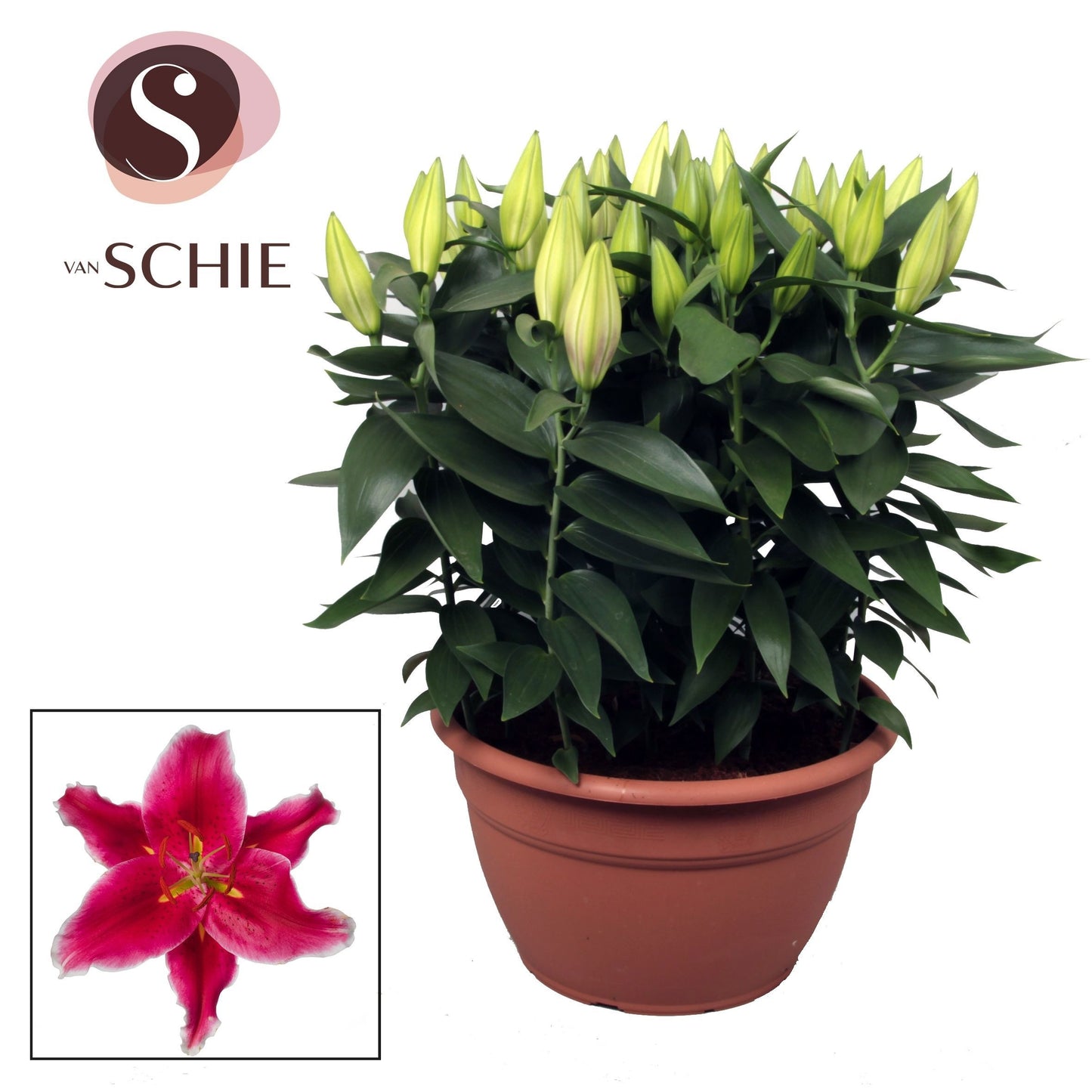 Lilium oriental mix 50cm 35cm Pot