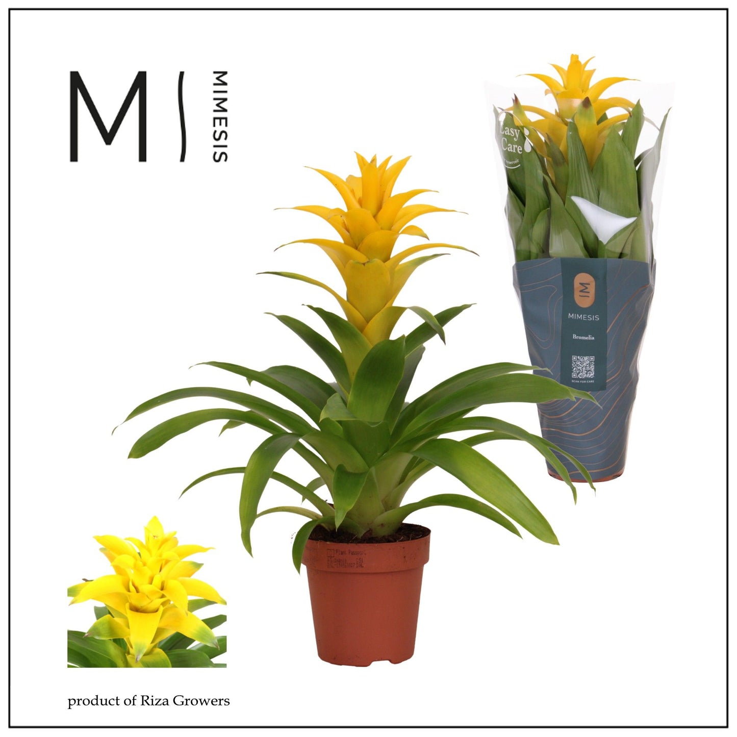 Guzmania Diana 42cm 12cm Pot