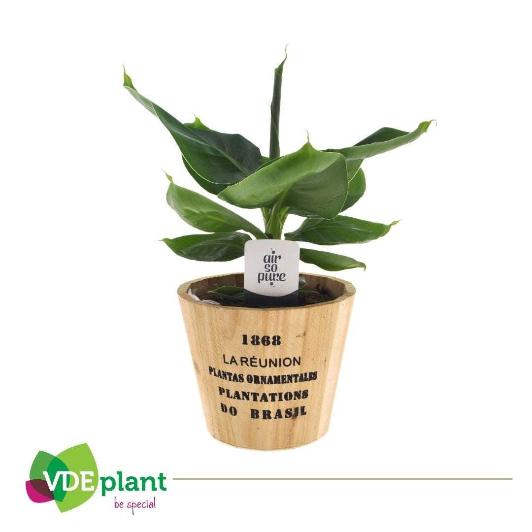 Musa Tropicana 35cm 12cm Pot