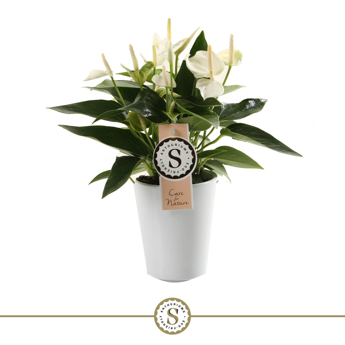 Anthurium White Champion 30cm 9cm Pot