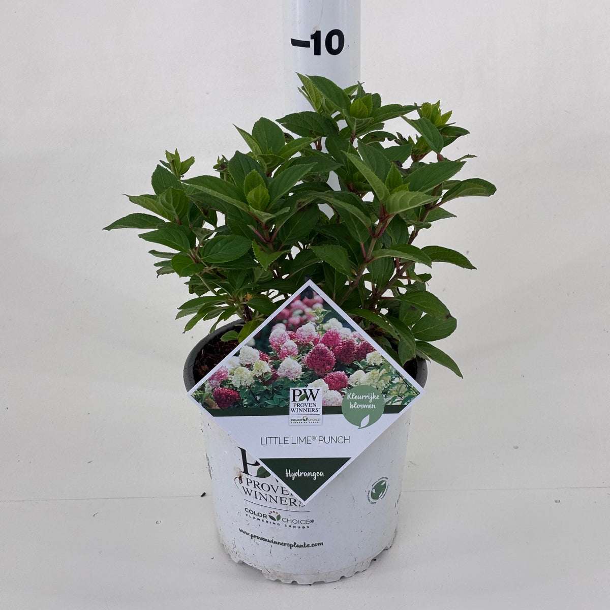 Hydrangea pan. Little lime 25cm 19cm Pot