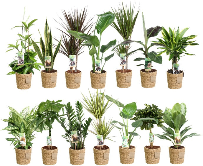 Foliage houseplants mix 70cm 17cm Pot