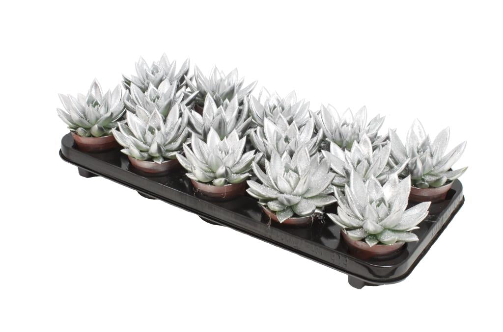 Echeveria Silver Pearl 11cm 8.5cm Pot