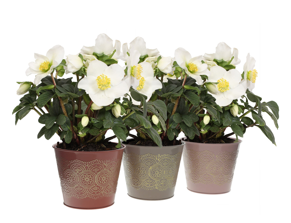 Helleborus niger Christmas Carol 25cm 12cm Pot