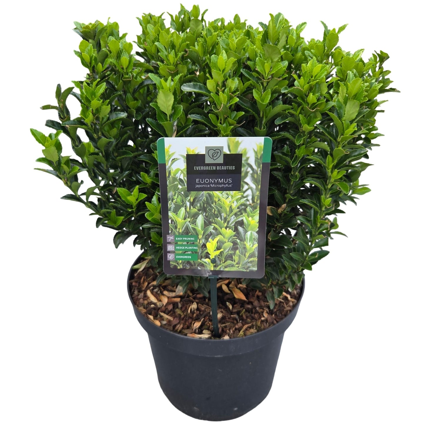 Euonymus jap. Microphyllus 45cm 26cm Pot