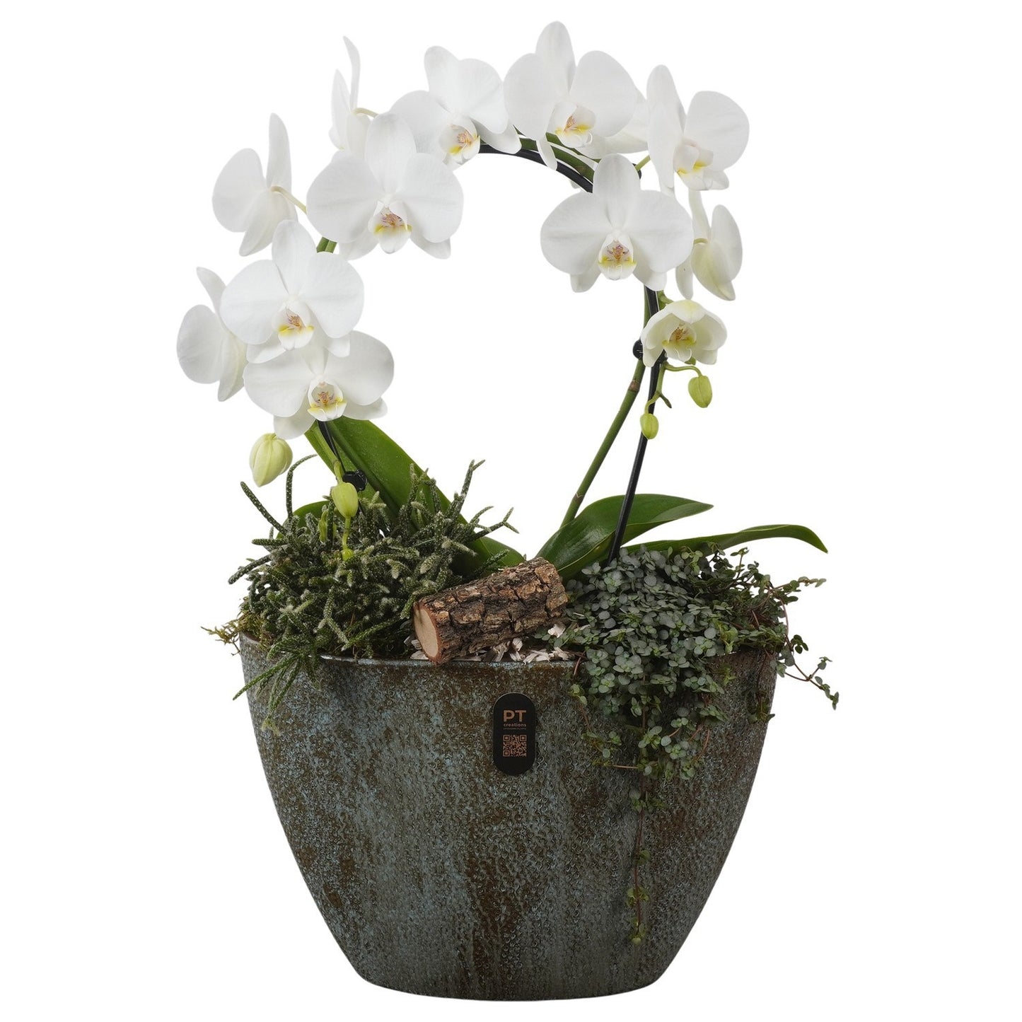 Indoor arrangement 59cm 33cm Pot