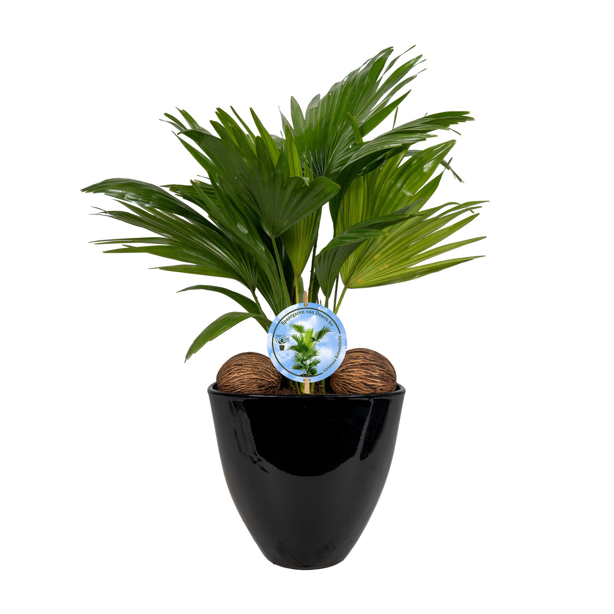 Livistona rotundifolia 55cm 22cm Pot