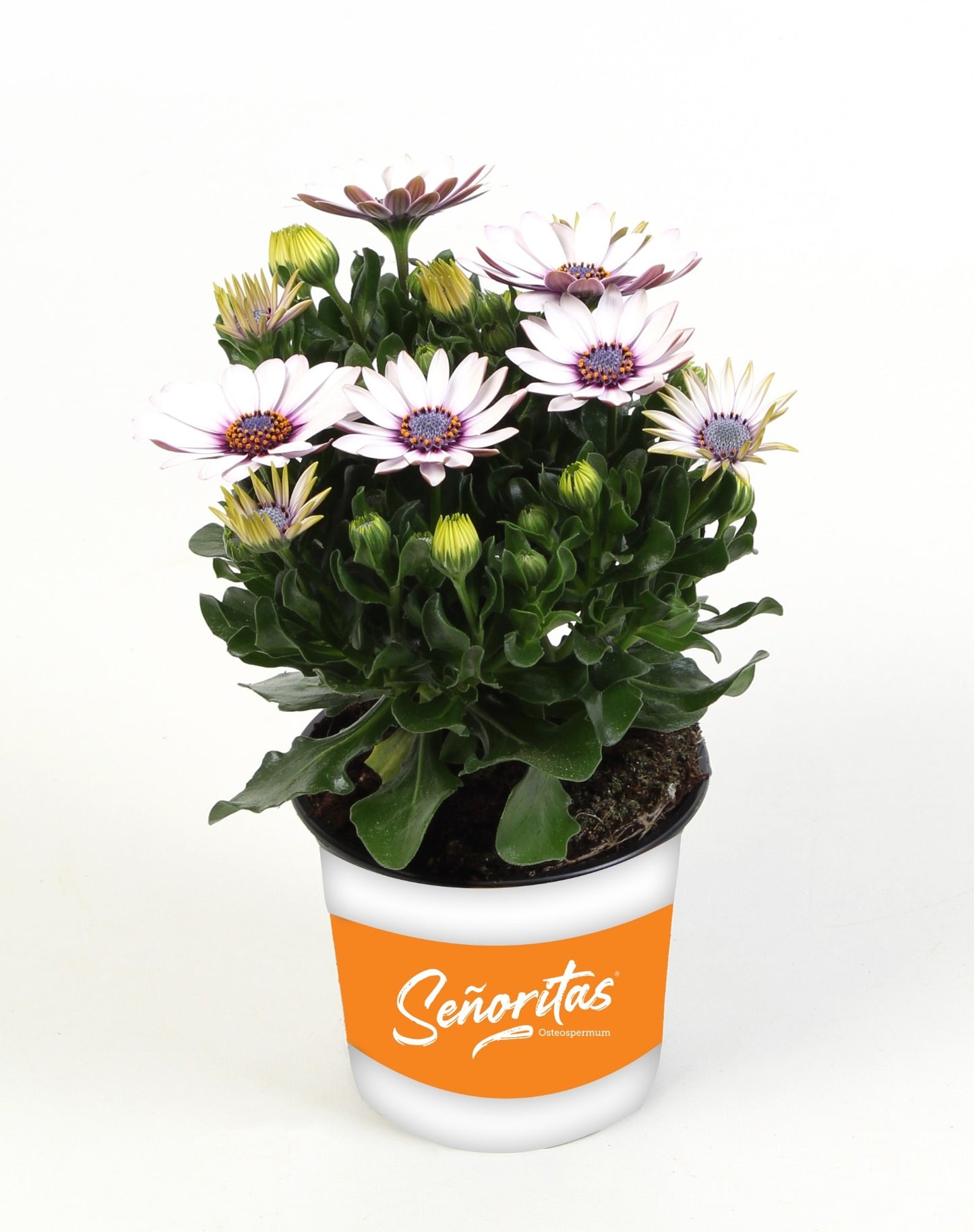 Osteospermum Senorita Blanca 20cm 510cm Pot