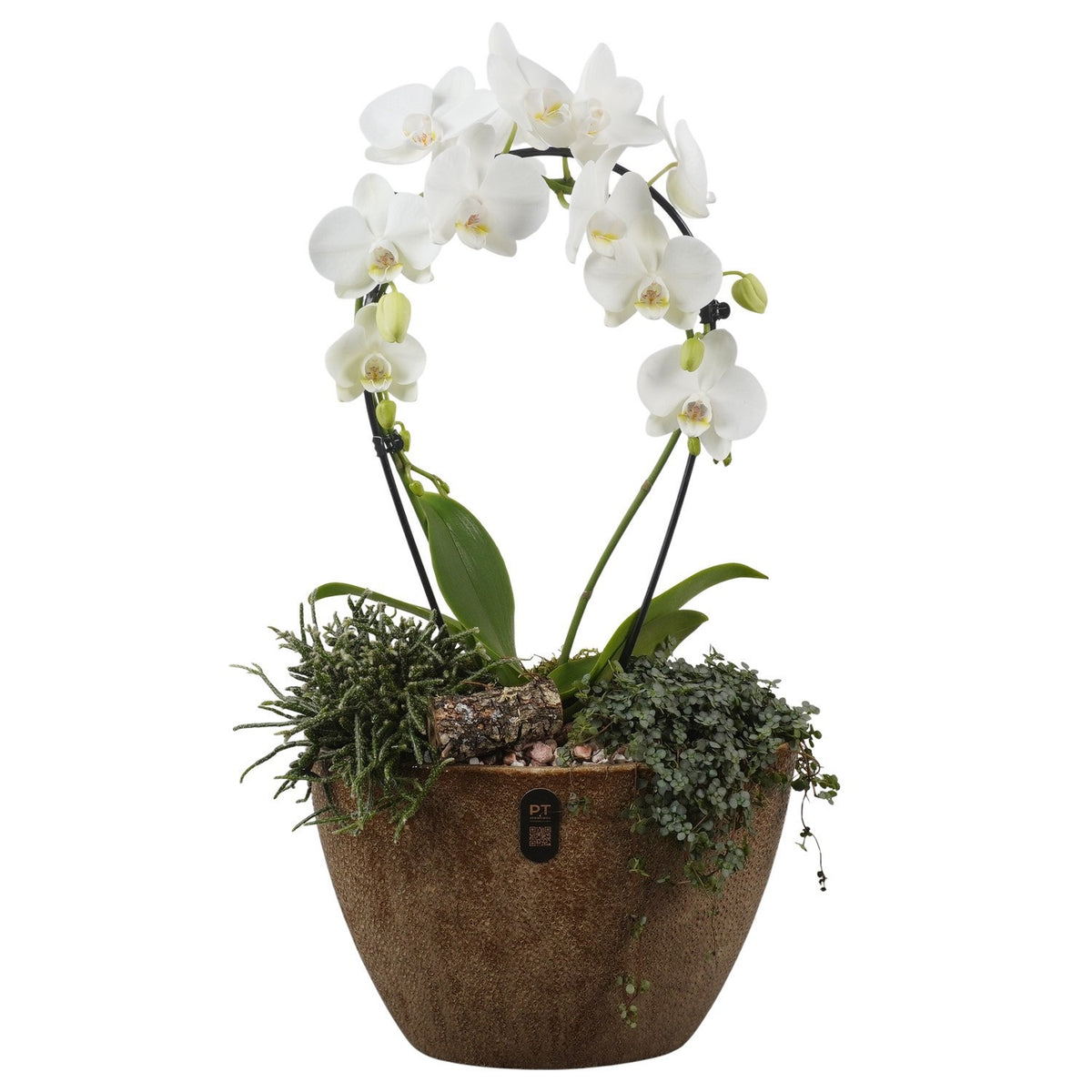 Indoor arrangement 65cm 33cm Pot