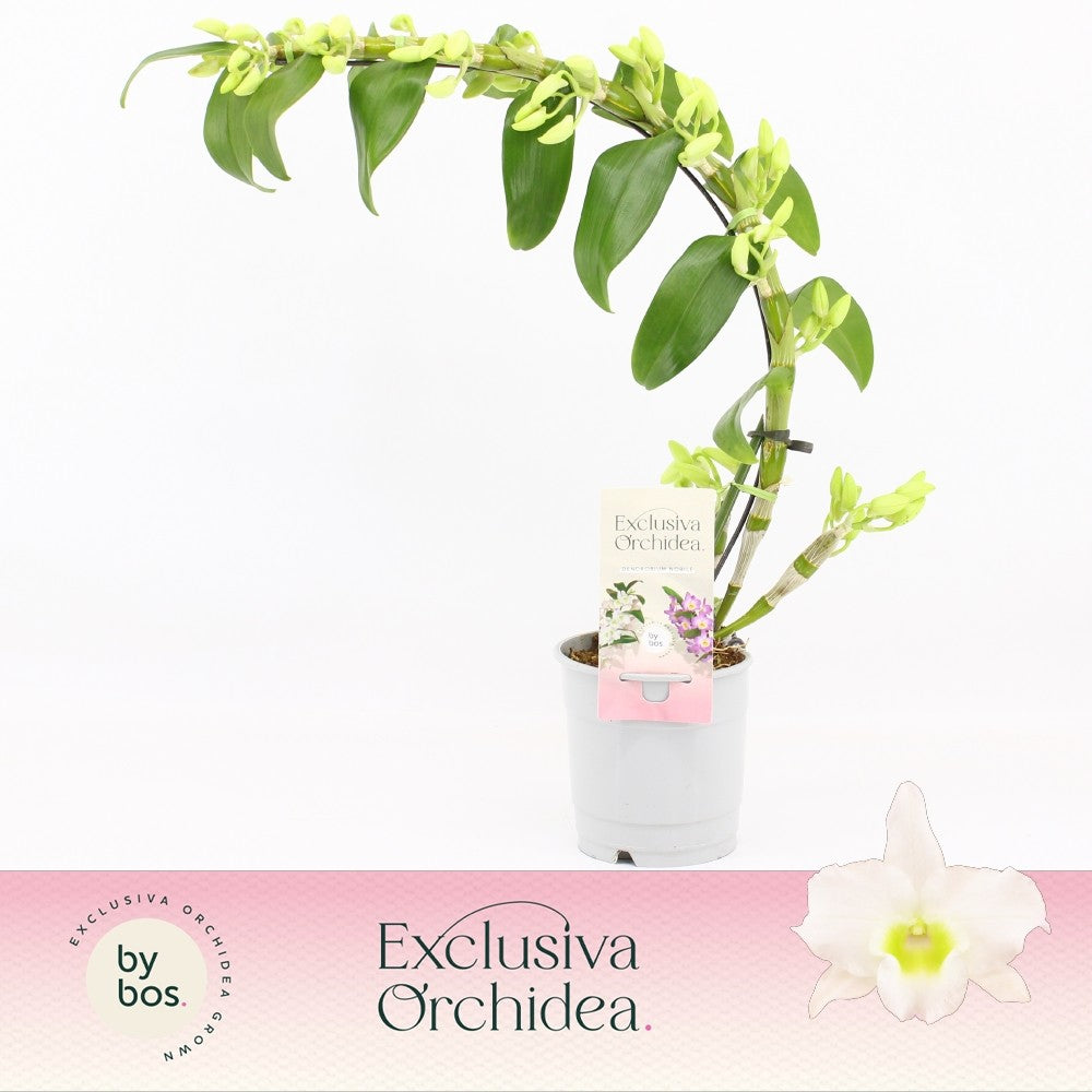 Dendrobium Apollon boomerang 40cm 12cm Pot