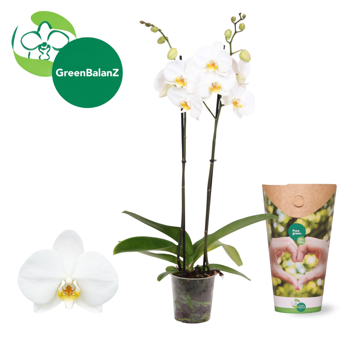 Phalaenopsis London 55cm 12cm Pot