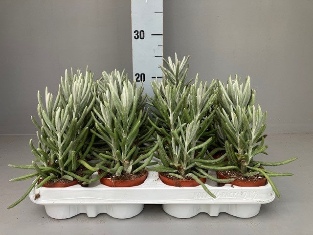 Senecio candidans 20cm Special Pot (508)