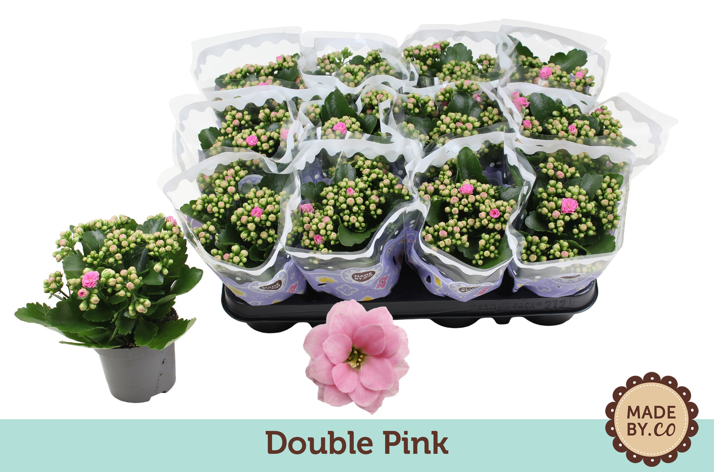 Kalanchoe pink 19cm 9cm Pot