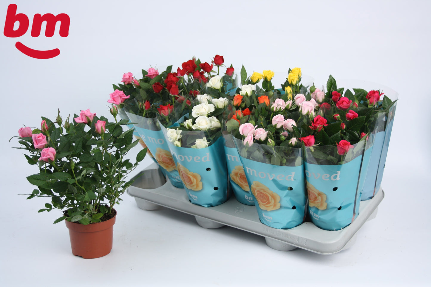 BM Roses Rosa Beau Monde mix Pack of 12