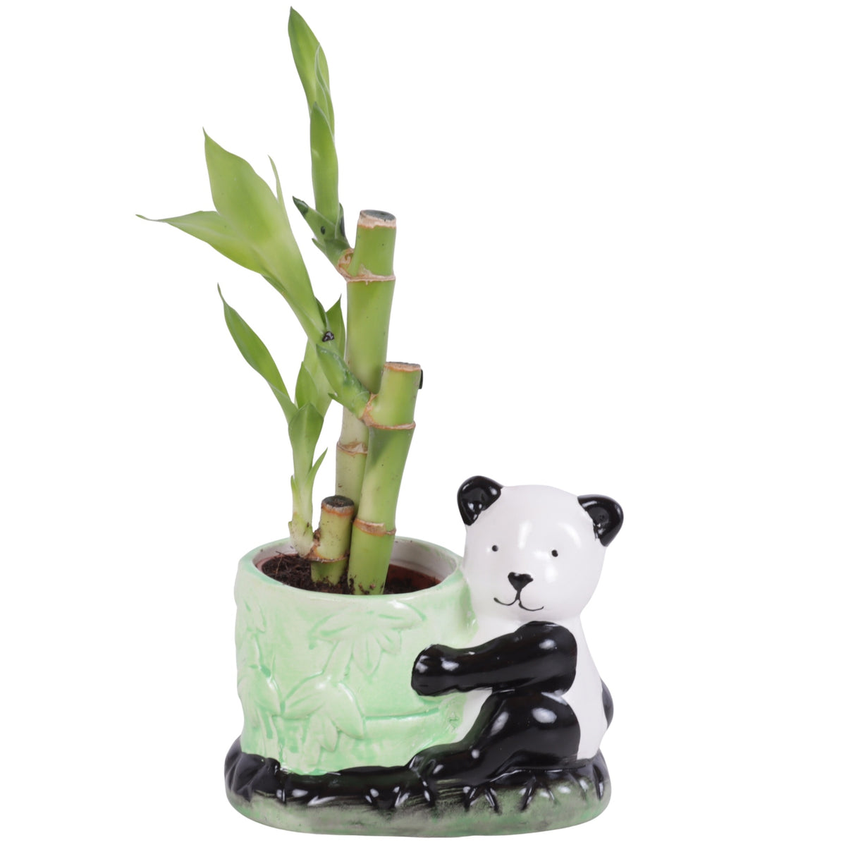 Drac. Lucky Bamboo 25cm 10cm Pot