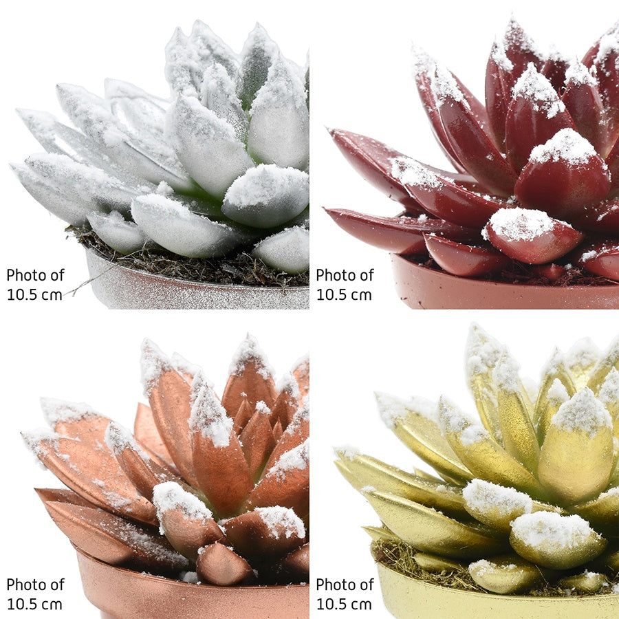 Echeveria colored mix 14cm 12cm Pot