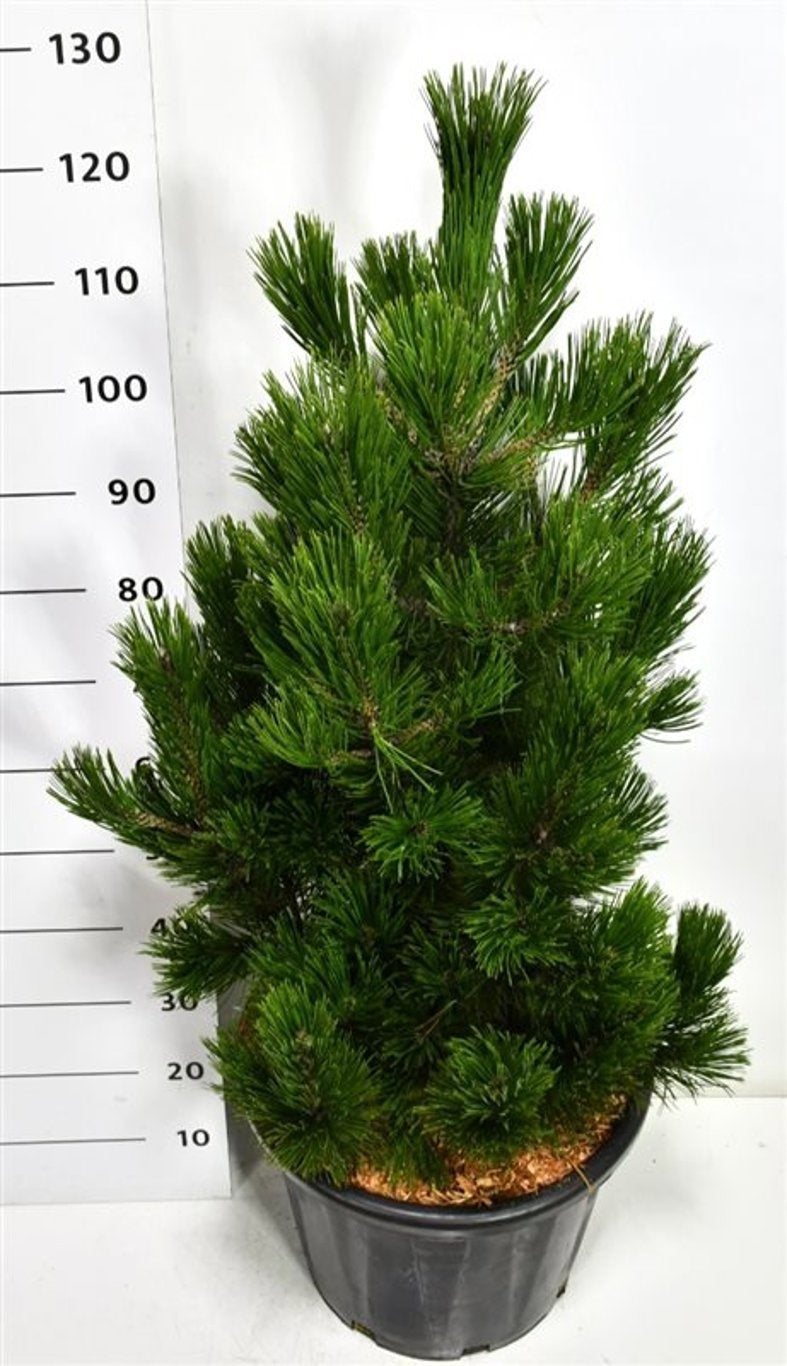 Pinus hybrid 140cm 40cm Pot