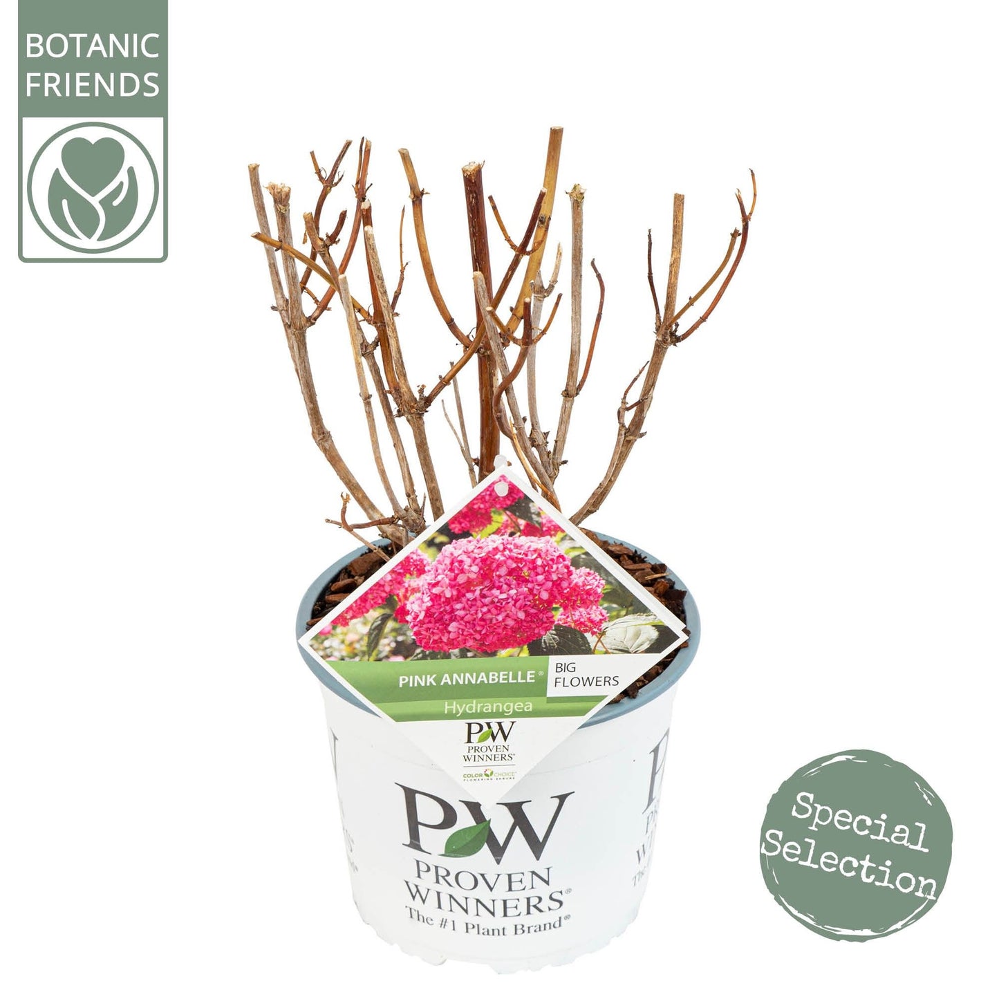 Hydrangea Pink Annabelle 45cm 19cm Pot
