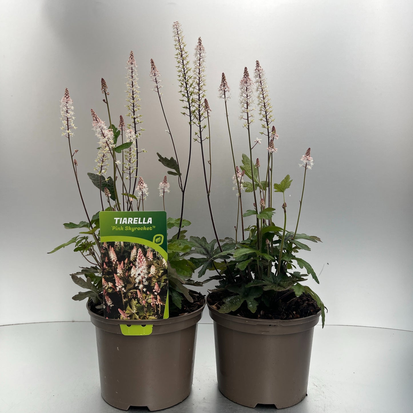 Tiarella Pink Skyrocket 28cm 17cm Pot