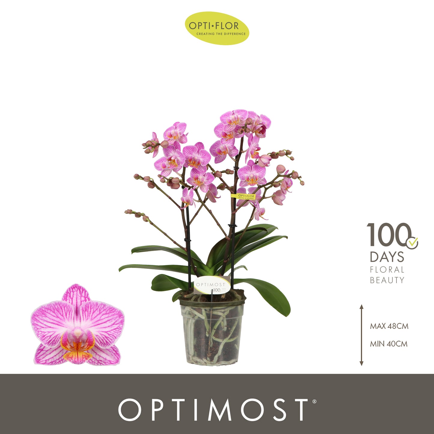 Phalaenopsis multiflora Honeybee 45cm 12cm Pot