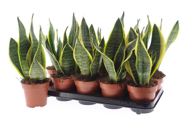 Sansevieria Futura Superba 30cm 12cm Pot