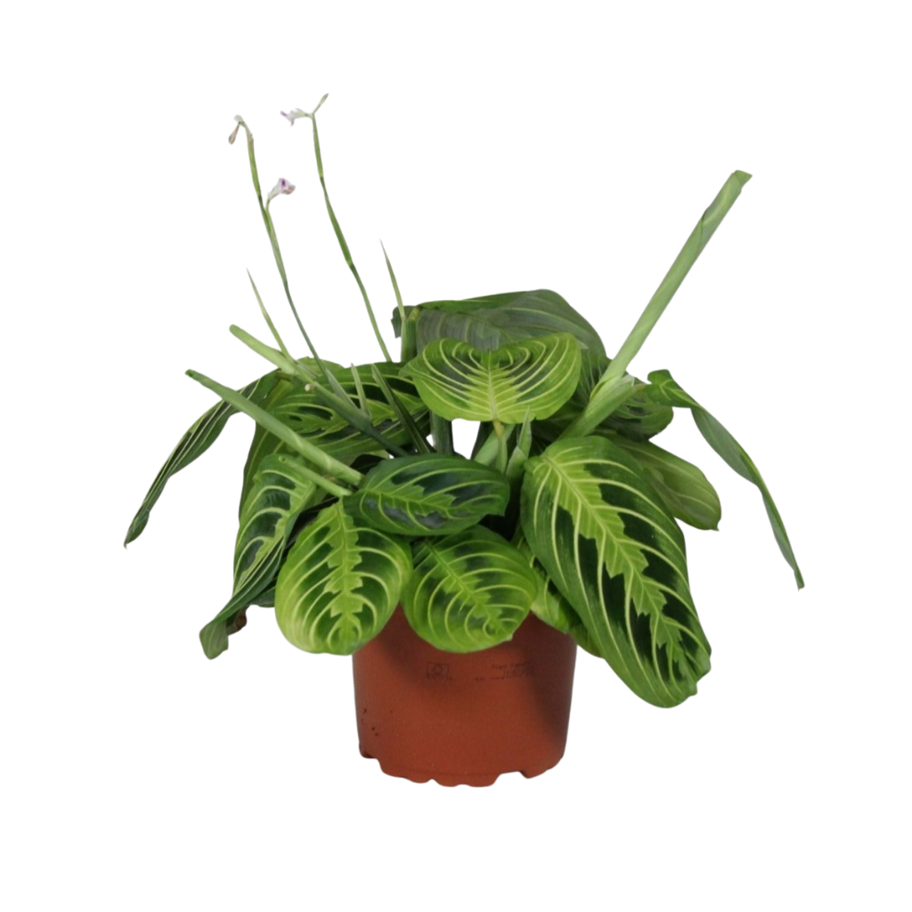 Maranta Lemon Lime 30cm 12cm Pot