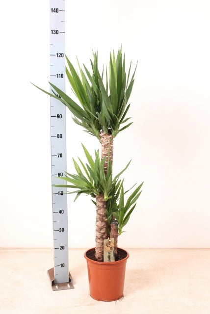 Yucca elephantipes 110cm 24cm Pot
