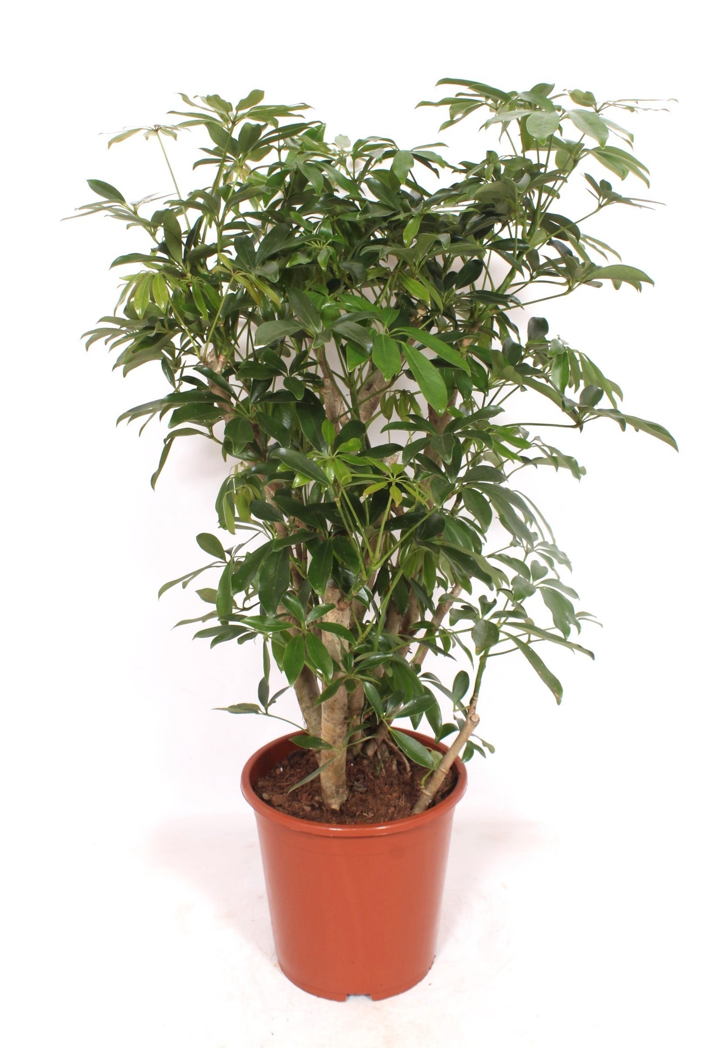 Schefflera Compacta 110cm 27cm Pot