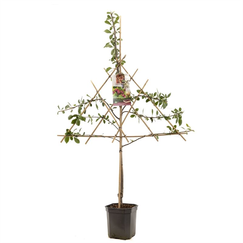 Prunus domestica Victoria 160cm 24cm Pot