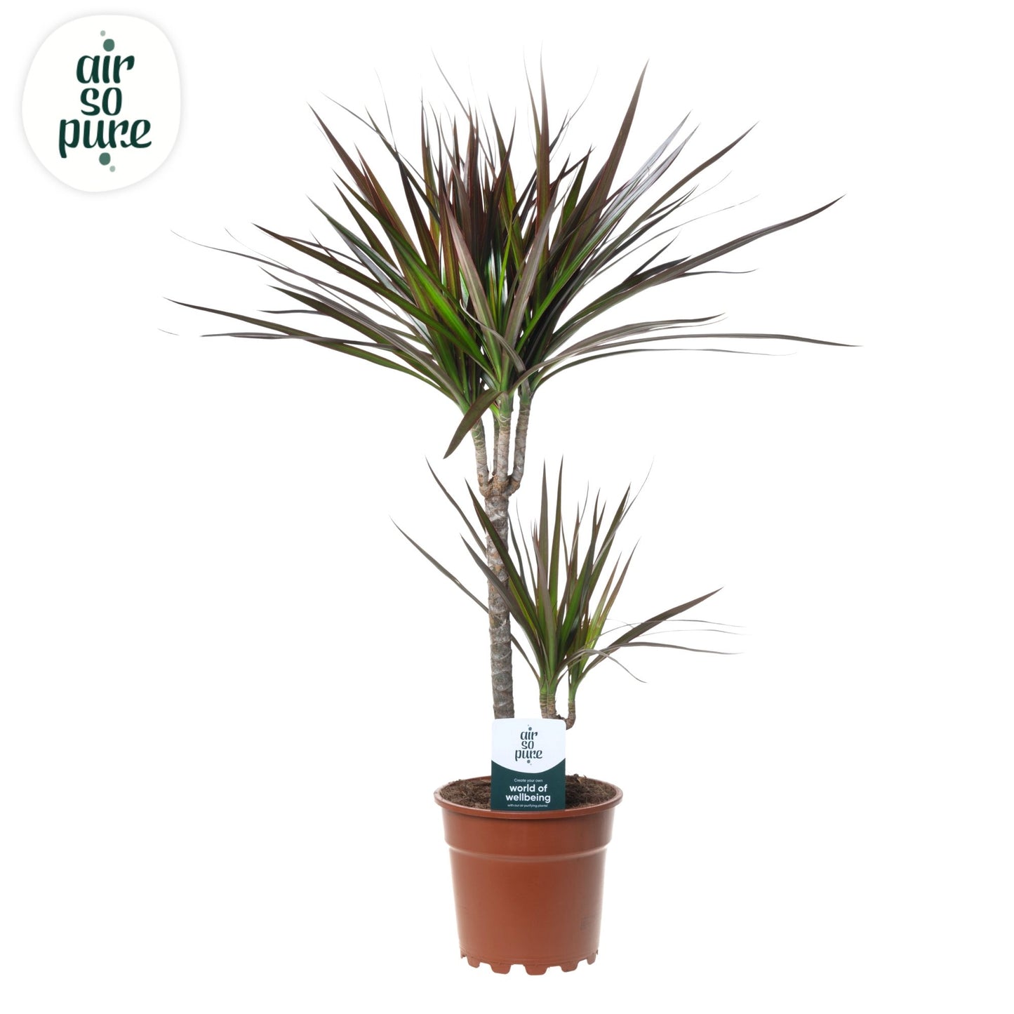 Dracaena Magenta 70cm 17cm Pot