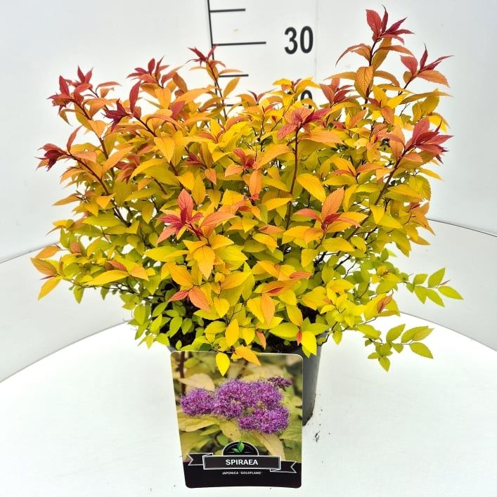 Spiraea japonica Goldflame 50cm 28cm Pot