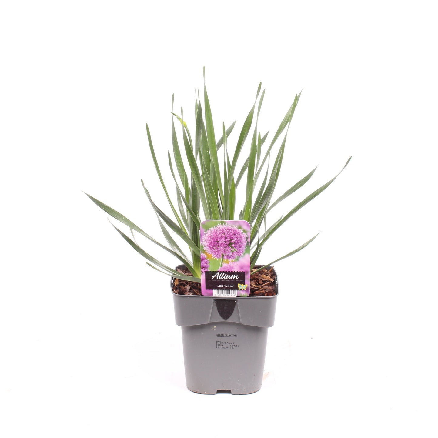 Allium Millennium 25cm 17cm Pot