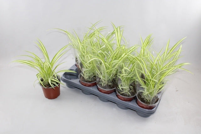 Chlorophytum Variegated 35cm 12cm Pot