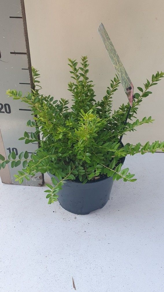 Lonicera nit. Maigruen 25cm 17cm Pot