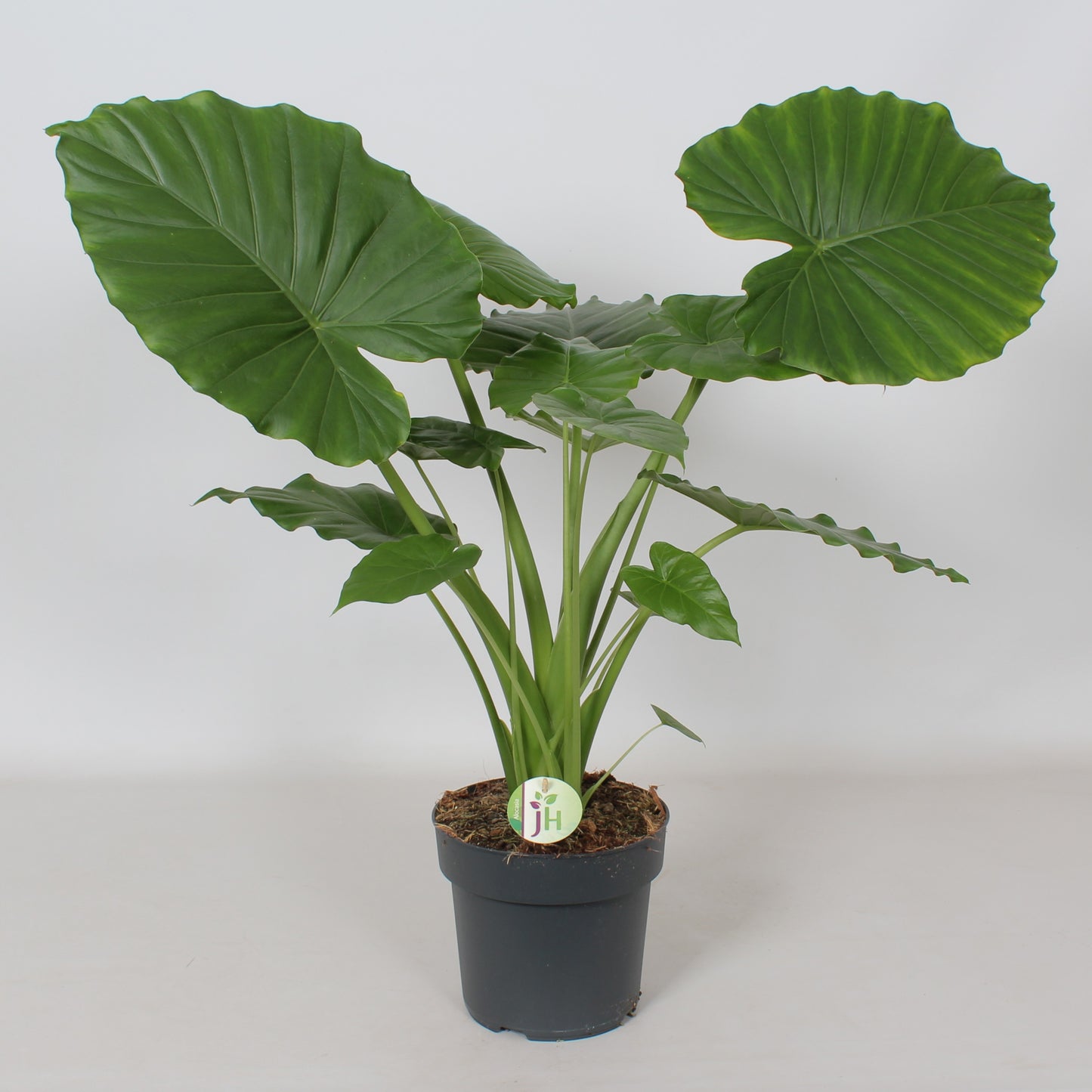 Alocasia gag. California 90cm 21cm Pot