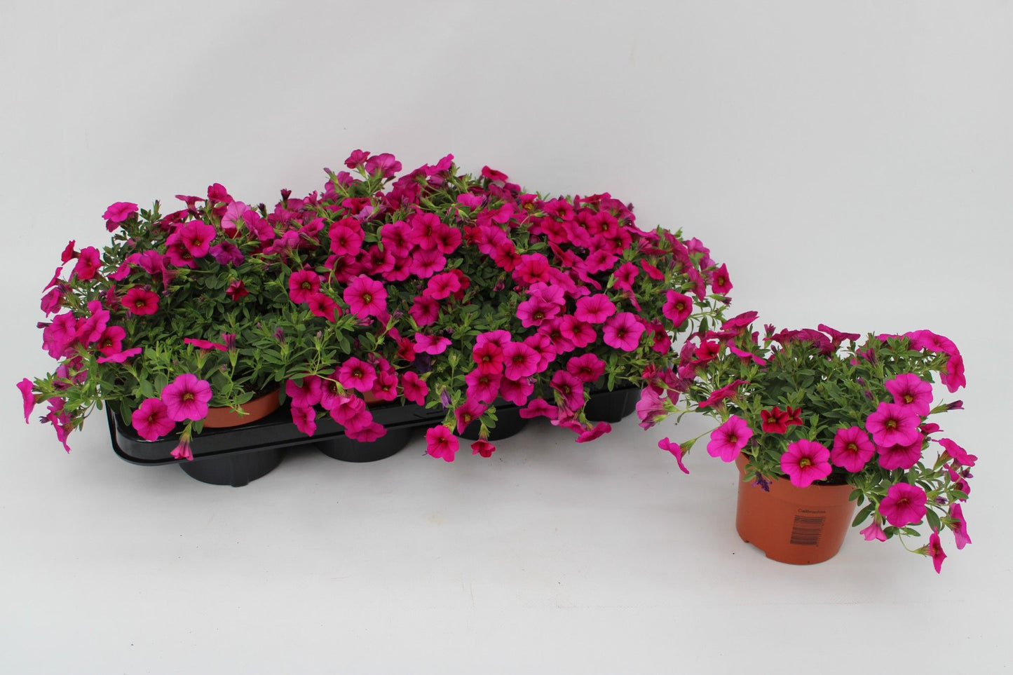Calibrachoa Callie Pink 15cm 13cm Pot