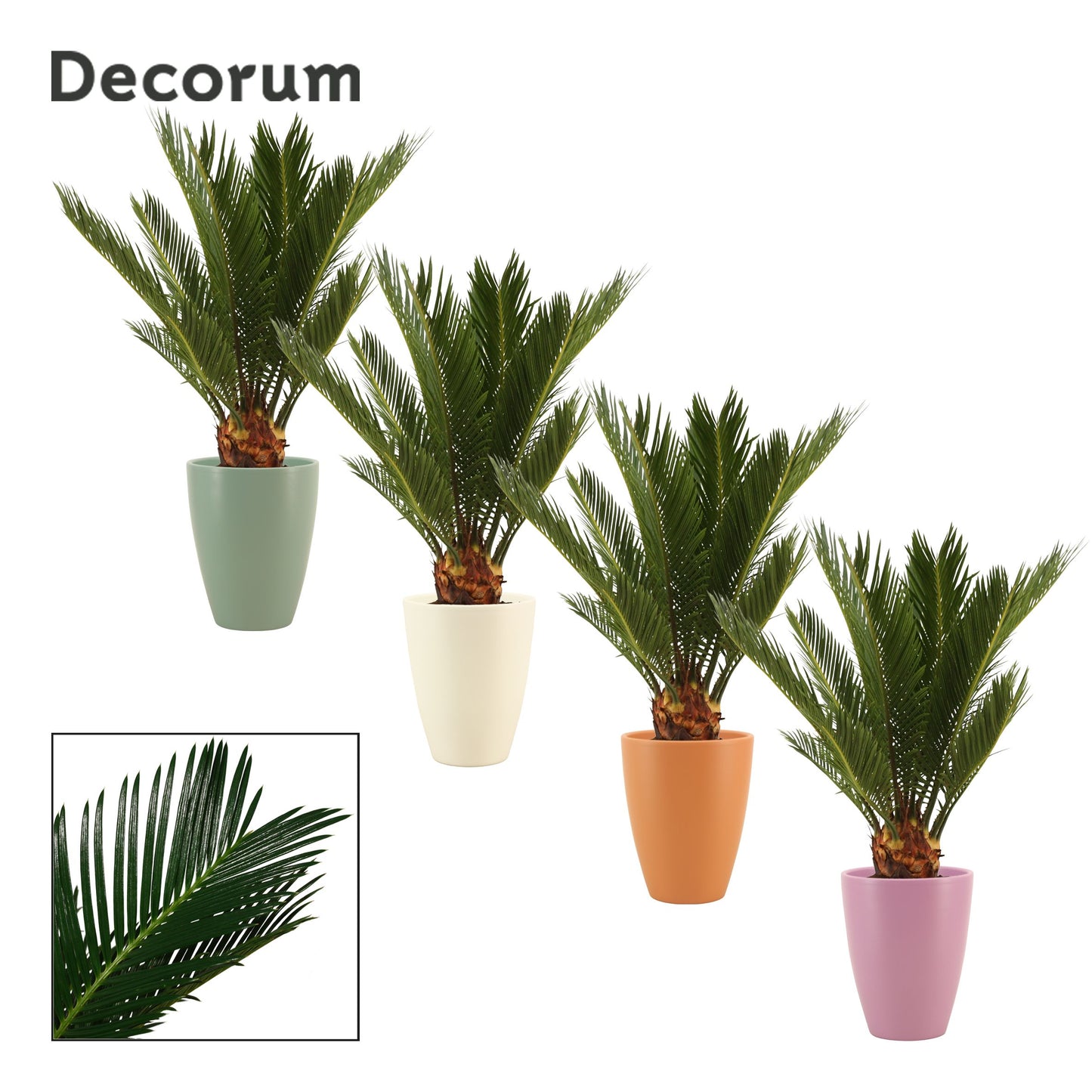 Cycas revoluta (+ drp.Carly) 45cm 12cm Pot