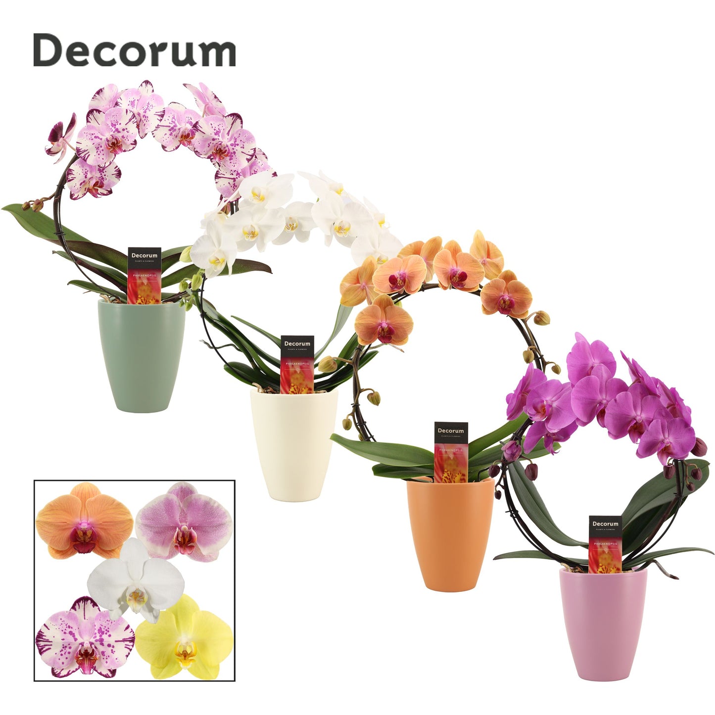 Phalaenopsis mix hoop (+ drp.Carly) 45cm 12cm Pot