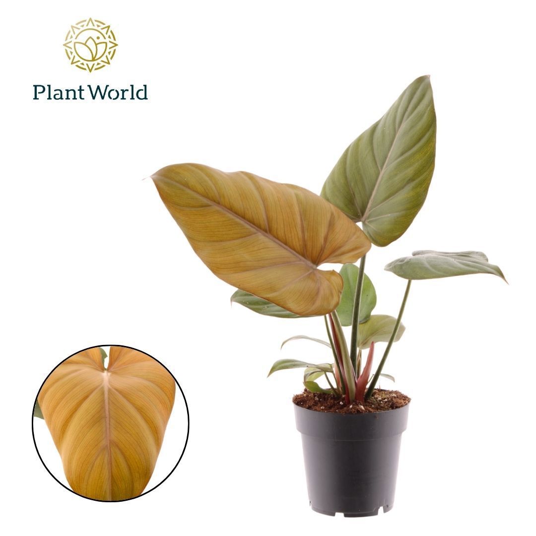 Philodendron scandens 40cm 14cm Pot
