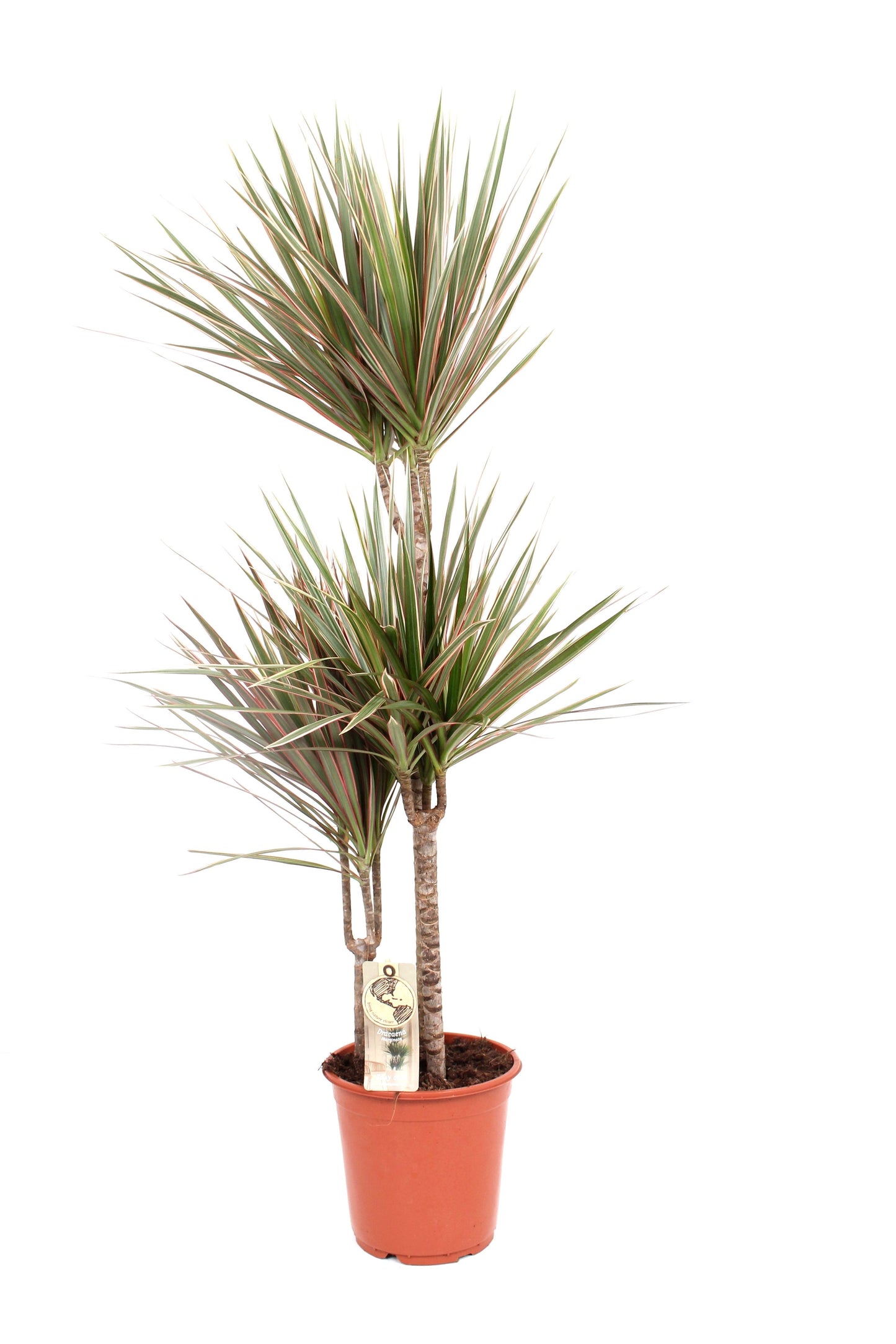 Dracaena Bicolor 60-30-15 110cm 21cm Pot