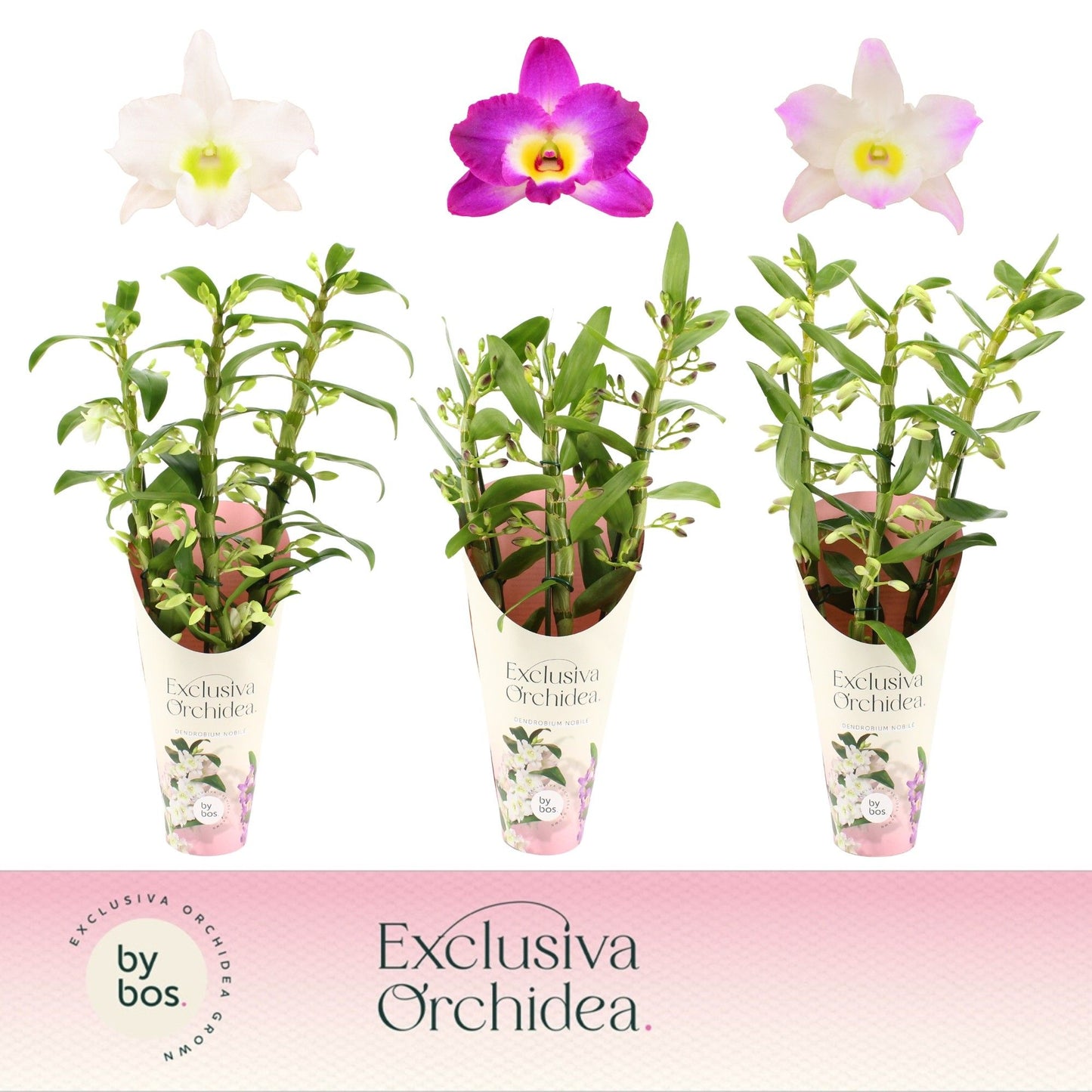Dendrobium nob. mix potcover 50cm 12cm Pot