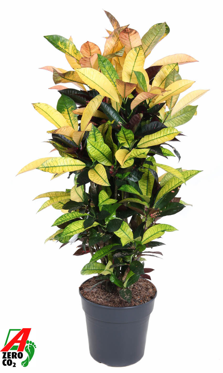 Codiaeum Mrs Iceton 100cm 27cm Pot