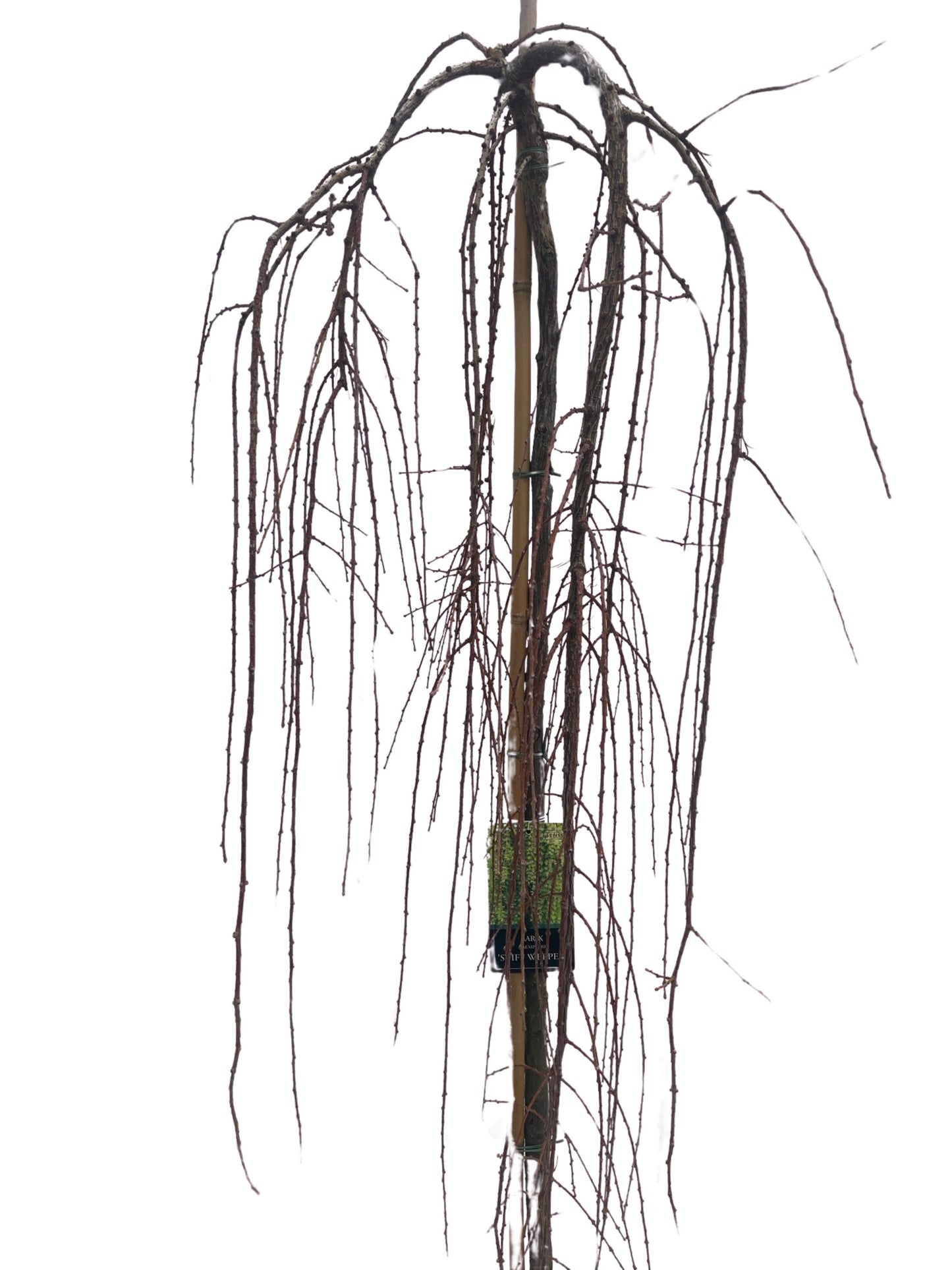 Larix kae. Stiff Weeper 160cm 32cm Pot
