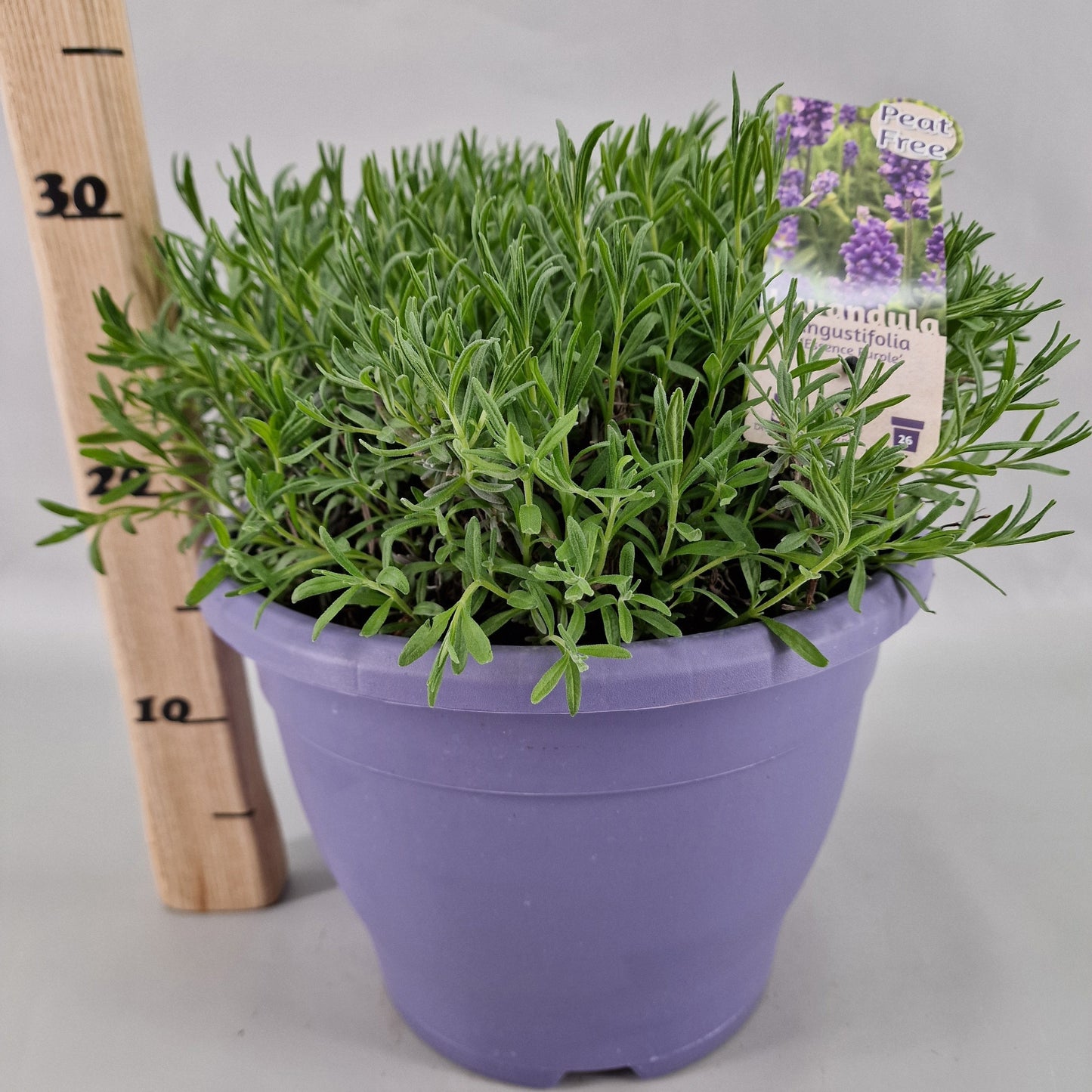Lavender Essence Purple 45cm 26cm Pot