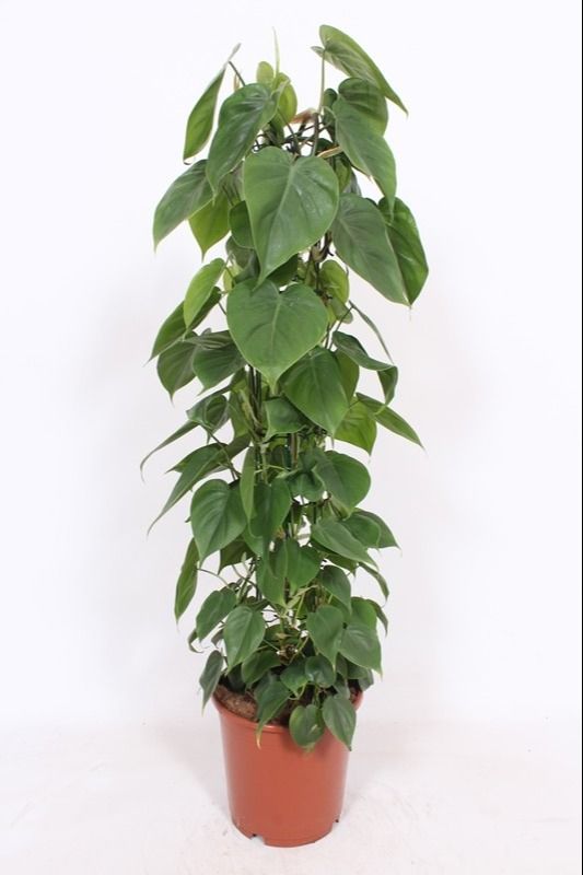 Philodendron scandens column 110cm 24cm Pot
