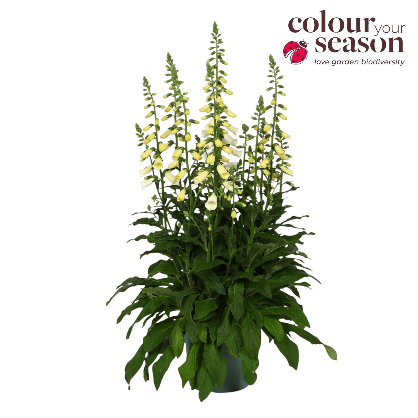 Digitalis Lucas White 60cm 19cm Pot